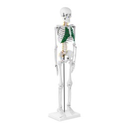Model anatomiczny szkieletu człowieka 85 cm Physa