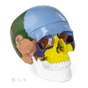 Model anatomiczny czaszki człowieka kolorowa w skali 1:1 + Zęby 3 szt. Physa