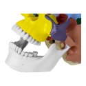Model anatomiczny czaszki człowieka kolorowa w skali 1:1 + Zęby 3 szt. Physa