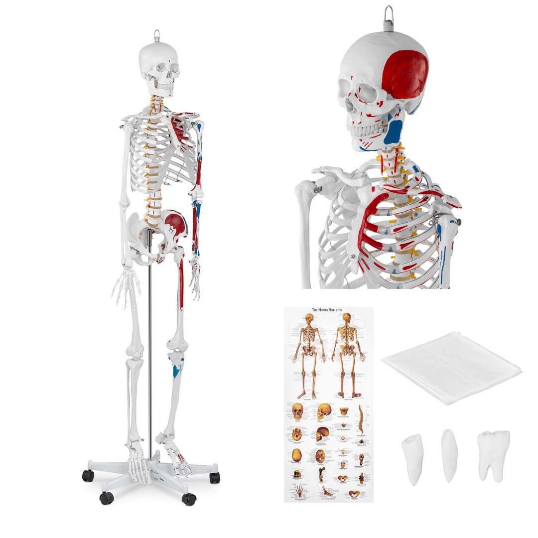 Model anatomiczny ludzkiego szkieletu 180 cm + Plakat anatomiczny Physa Model anatomiczny ludzkiego szkieletu 180 cm + Plakat anatomiczny Physa