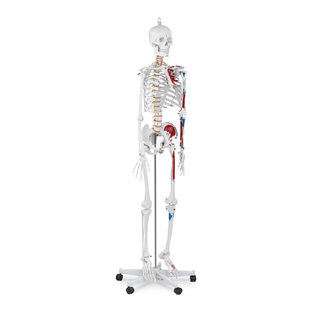 Model anatomiczny ludzkiego szkieletu 180 cm + Plakat anatomiczny Physa Model anatomiczny ludzkiego szkieletu 180 cm + Plakat anatomiczny Physa