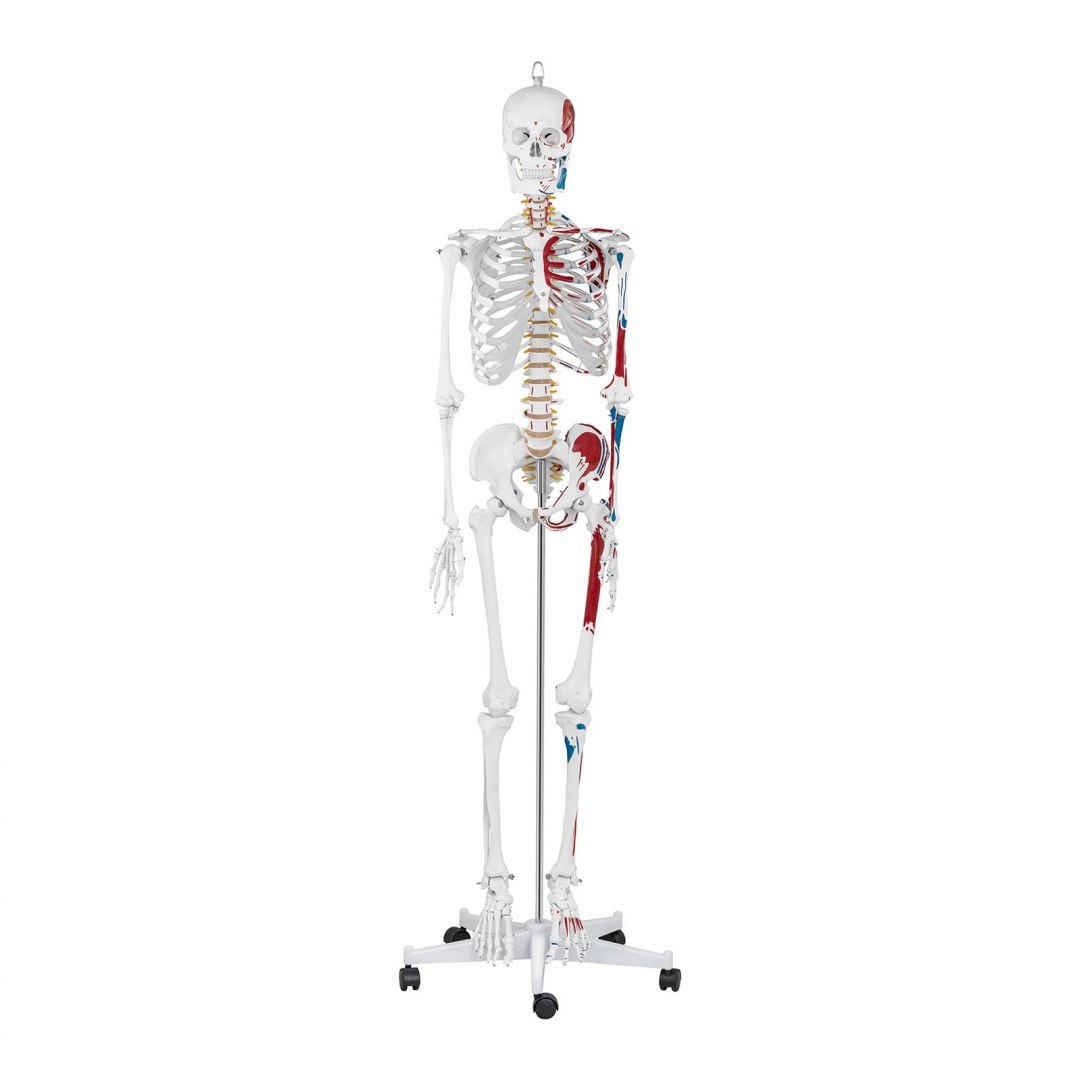 Model anatomiczny ludzkiego szkieletu 180 cm + Plakat anatomiczny Physa Model anatomiczny ludzkiego szkieletu 180 cm + Plakat anatomiczny Physa