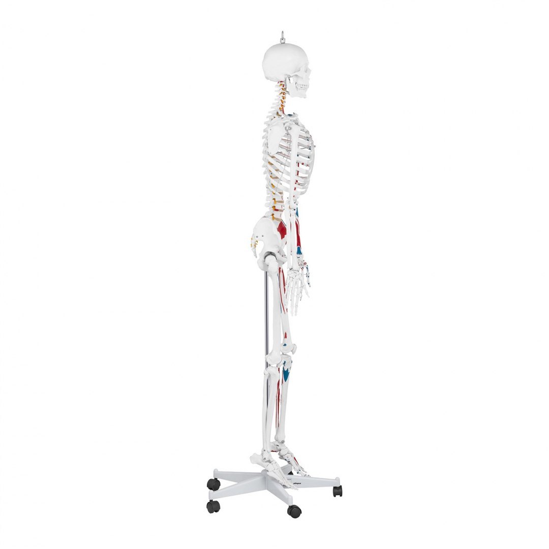 Model anatomiczny ludzkiego szkieletu 180 cm + Plakat anatomiczny Physa Model anatomiczny ludzkiego szkieletu 180 cm + Plakat anatomiczny Physa