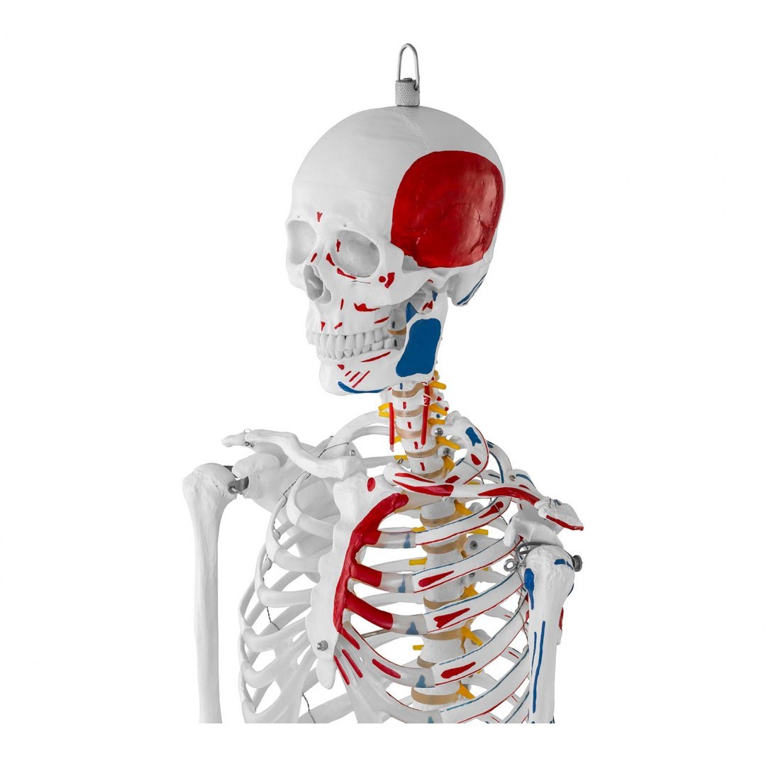 Model anatomiczny ludzkiego szkieletu 180 cm + Plakat anatomiczny Physa Model anatomiczny ludzkiego szkieletu 180 cm + Plakat anatomiczny Physa