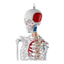 Model anatomiczny ludzkiego szkieletu 180 cm + Plakat anatomiczny Physa
