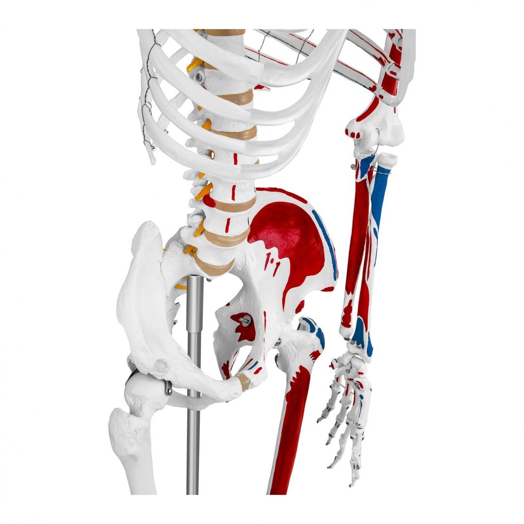 Model anatomiczny ludzkiego szkieletu 180 cm + Plakat anatomiczny Physa Model anatomiczny ludzkiego szkieletu 180 cm + Plakat anatomiczny Physa