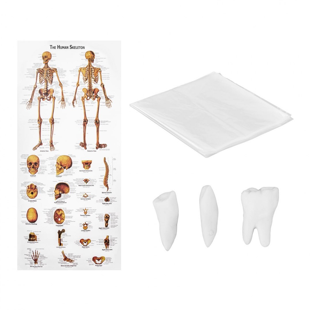 Model anatomiczny ludzkiego szkieletu 180 cm + Plakat anatomiczny Physa