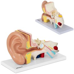 Model anatomiczny 3D ludzkiego ucha Physa