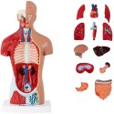Model anatomiczny 3D tułowia człowieka Physa