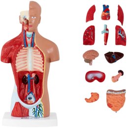 Model anatomiczny 3D tułowia człowieka Physa