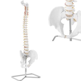 Model anatomiczny kręgosłupa człowieka z męską miednicą 76 cm Physa