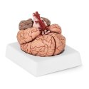 Model anatomiczny ludzkiego mózgu 9 elementów w skali 1:1 Physa