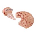 Model anatomiczny ludzkiego mózgu 9 elementów w skali 1:1 Physa