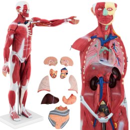 Model anatomiczny 3D ciała człowieka 27 elementów 76 cm Physa