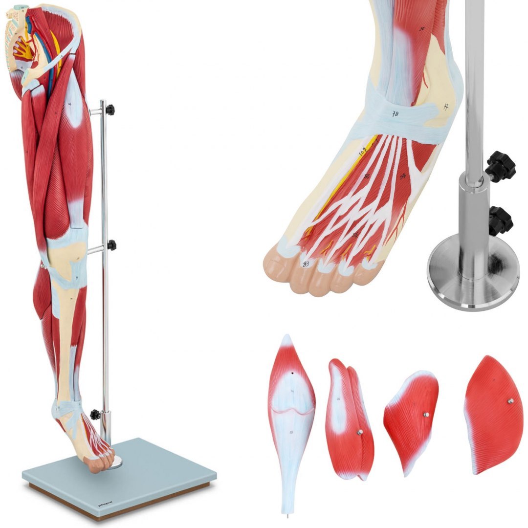 Model anatomiczny 3D mięśni nogi człowieka Physa