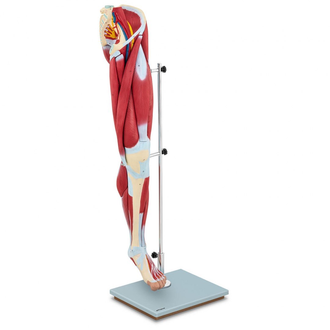Model anatomiczny 3D mięśni nogi człowieka Physa Model anatomiczny 3D mięśni nogi człowieka Physa