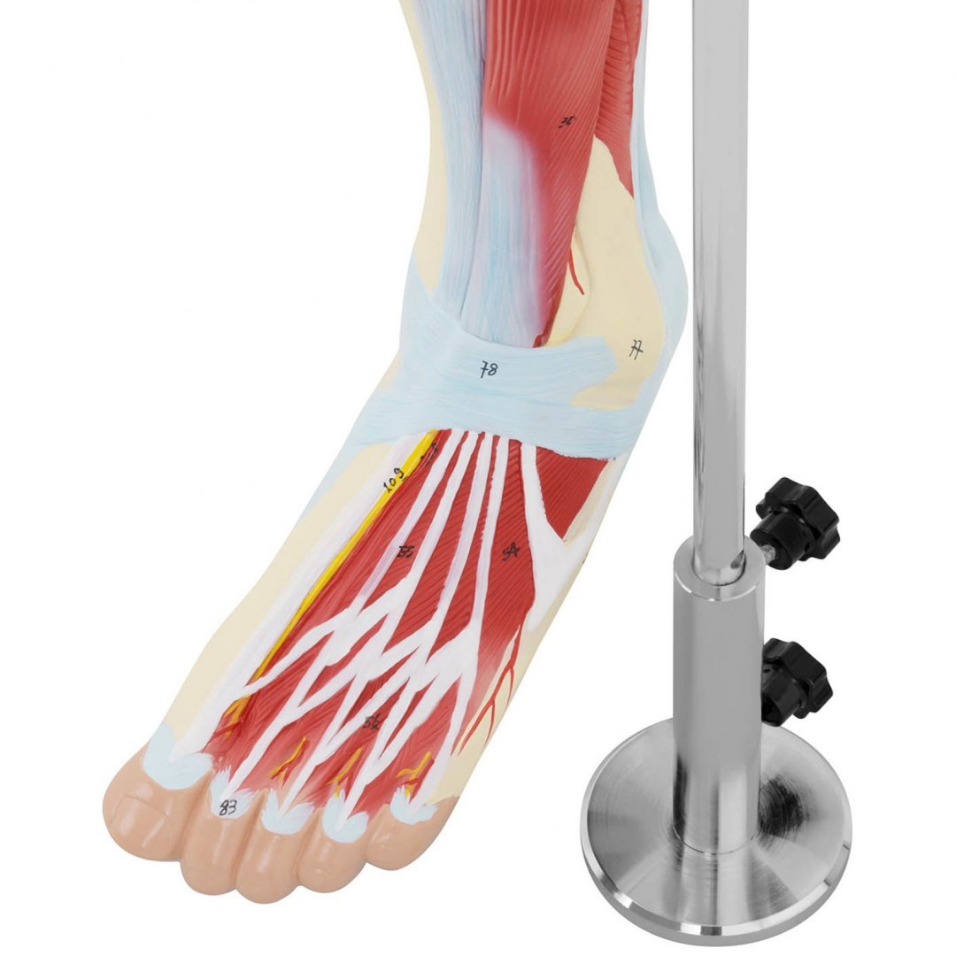 Model anatomiczny 3D mięśni nogi człowieka Physa Model anatomiczny 3D mięśni nogi człowieka Physa