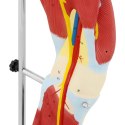 Model anatomiczny 3D mięśni nogi człowieka Physa