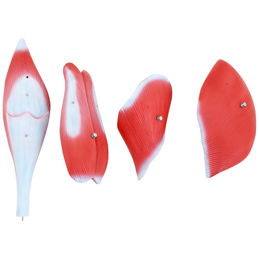 Model anatomiczny 3D mięśni nogi człowieka Physa Model anatomiczny 3D mięśni nogi człowieka Physa
