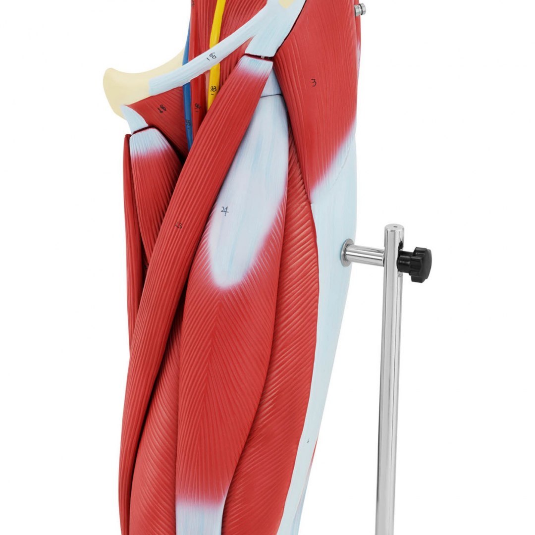 Model anatomiczny 3D mięśni nogi człowieka Physa Model anatomiczny 3D mięśni nogi człowieka Physa