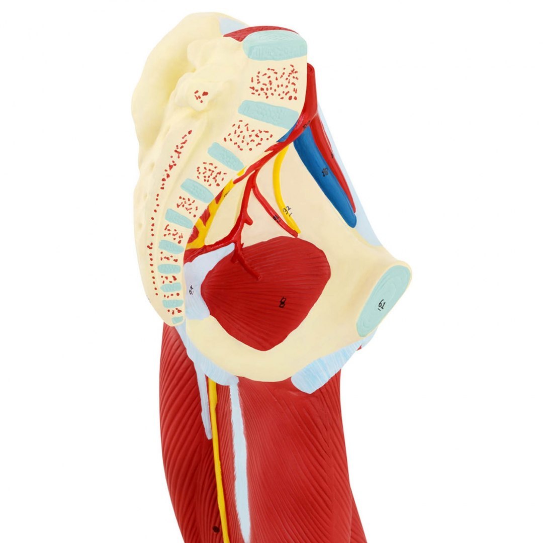Model anatomiczny 3D mięśni nogi człowieka Physa Model anatomiczny 3D mięśni nogi człowieka Physa