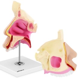 Model anatomiczny 3D jamy nosowej człowieka skala 1:1 Physa