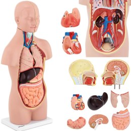 Model anatomiczny 3D tułowia człowieka z wyjmowanymi organami Physa