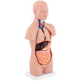 Model anatomiczny 3D tułowia człowieka z wyjmowanymi organami Physa