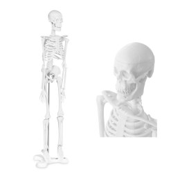 Model anatomiczny ludzkiego szkieletu 47 cm Physa