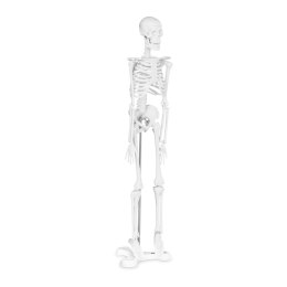 Model anatomiczny ludzkiego szkieletu 47 cm Physa