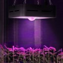 Lampa do uprawy wzrostu roślin pełne spektrum 20 x 20 cm 1 LED 50 W czarna Hillvert