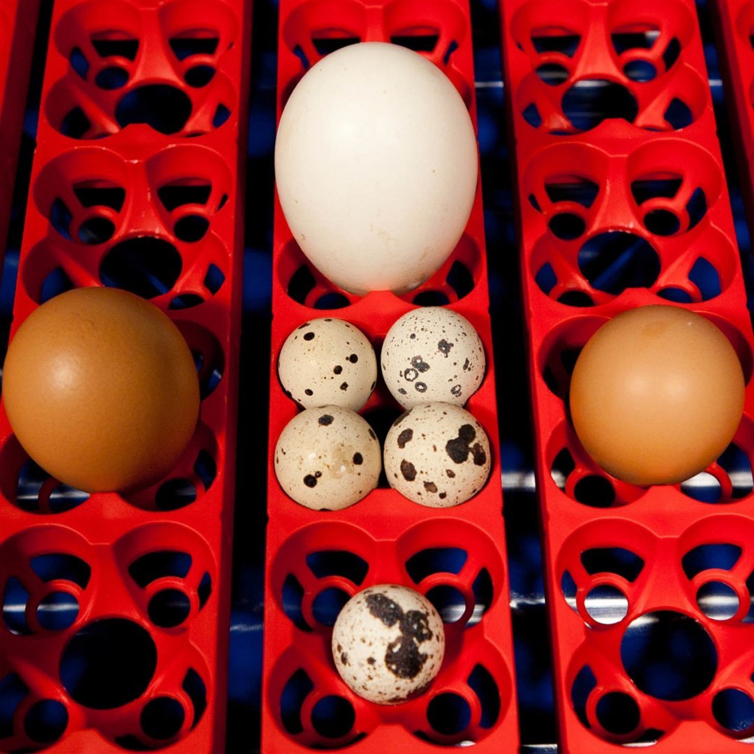 Inkubator klujnik do 24 jaj automatyczny z dozownikiem wody profesjonalny 100 W BOROTTO