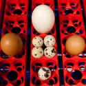 Inkubator wylęgarka do 49 jaj automatyczna z systemem nawilżania profesjonalna 150 W BOROTTO