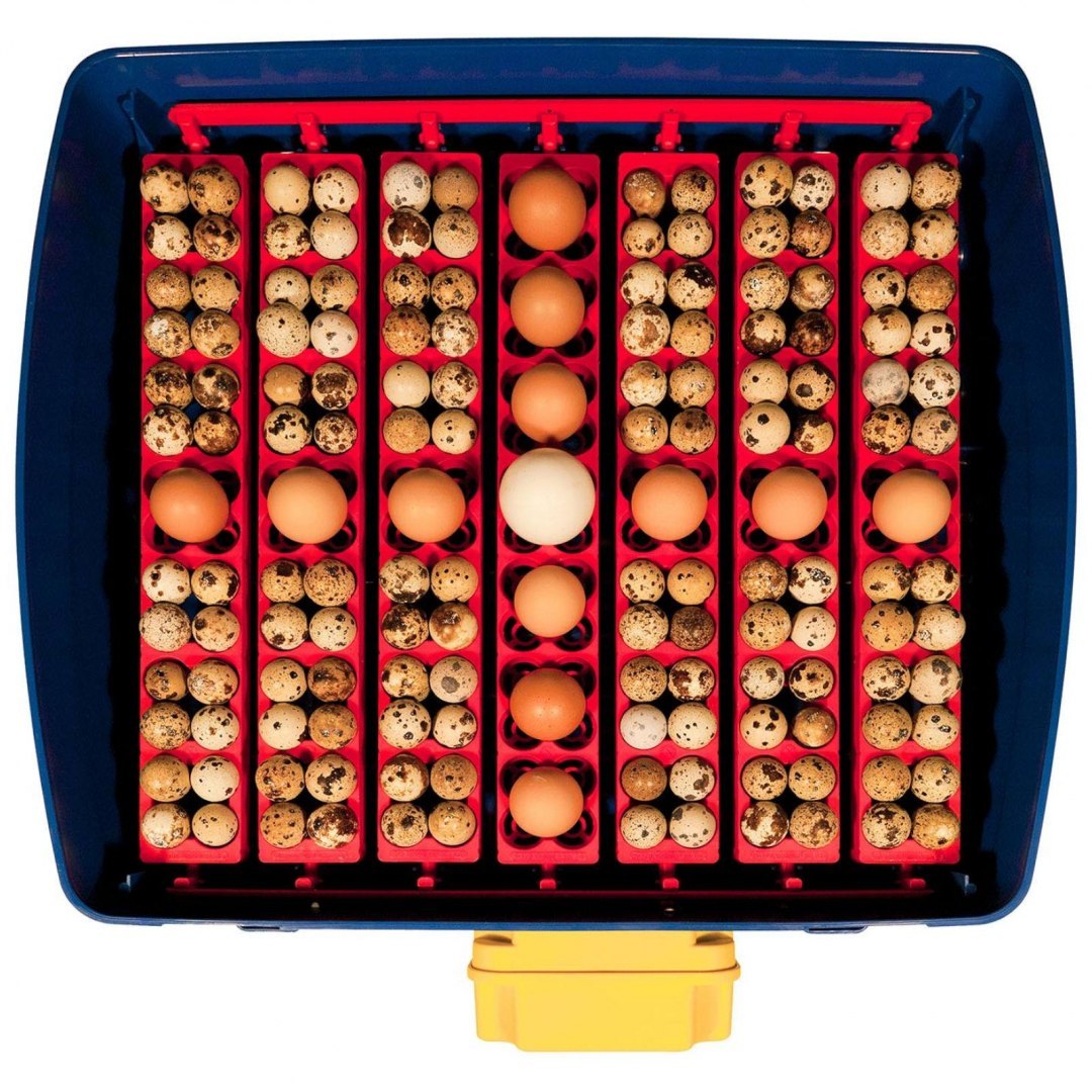 Inkubator wylęgarka do 49 jaj automatyczna z systemem nawilżania profesjonalna 150 W BOROTTO