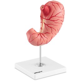 Model anatomiczny 3D żołądka człowieka Physa