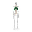 Model anatomiczny szkieletu człowieka 85 cm Physa