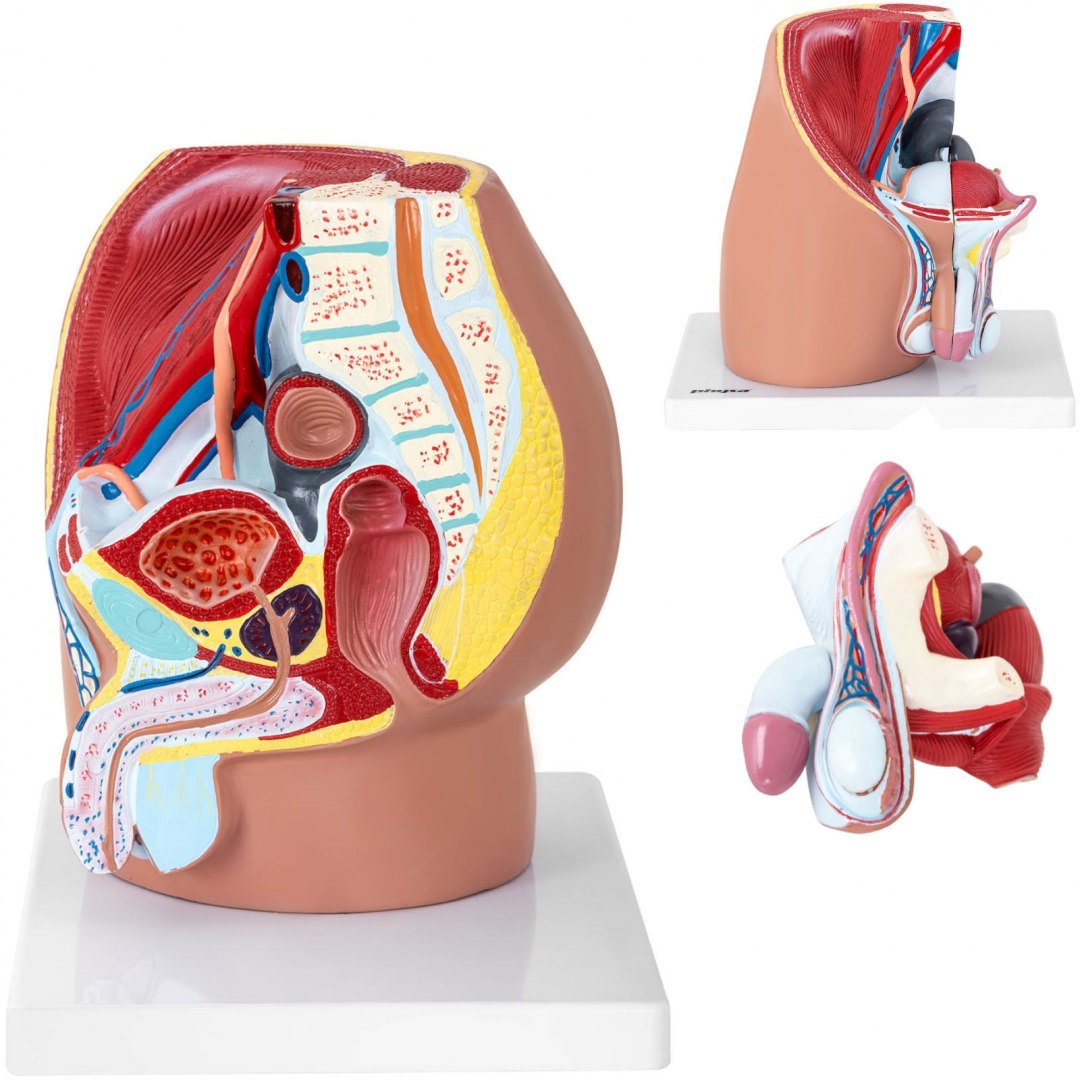 Model anatomiczny miednicy męskiej 3D w skali 1:1 Physa Model anatomiczny miednicy męskiej 3D w skali 1:1 Physa