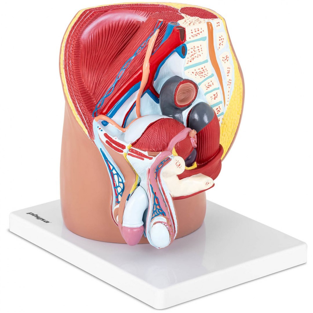 Model anatomiczny miednicy męskiej 3D w skali 1:1 Physa Model anatomiczny miednicy męskiej 3D w skali 1:1 Physa