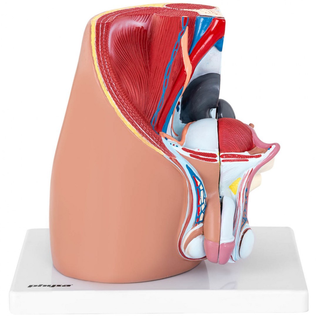 Model anatomiczny miednicy męskiej 3D w skali 1:1 Physa Model anatomiczny miednicy męskiej 3D w skali 1:1 Physa