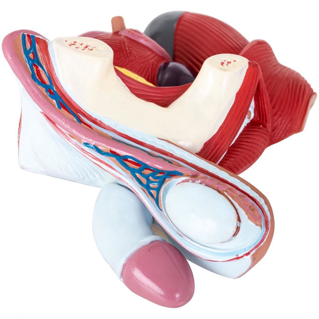 Model anatomiczny miednicy męskiej 3D w skali 1:1 Physa Model anatomiczny miednicy męskiej 3D w skali 1:1 Physa