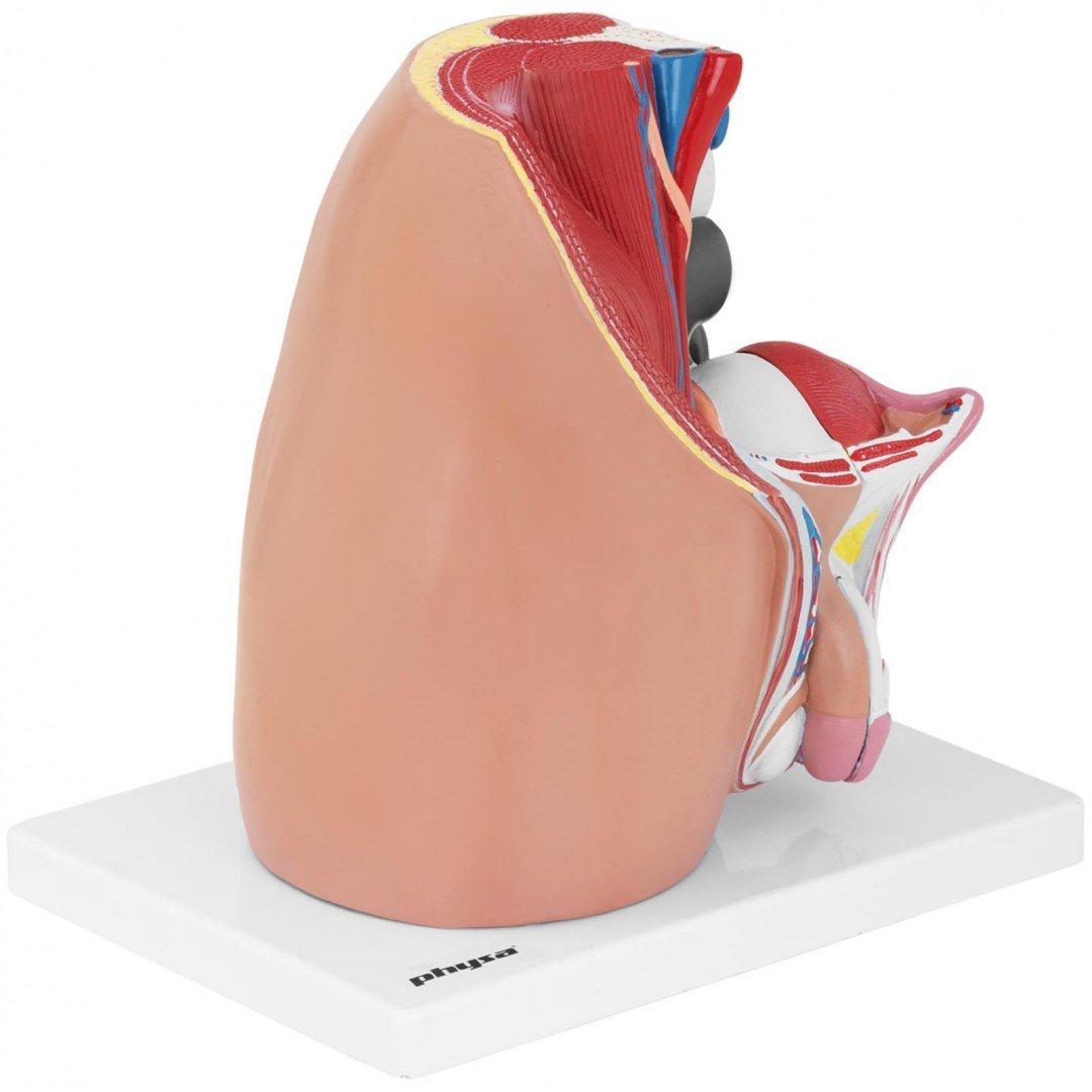 Model anatomiczny miednicy męskiej 3D w skali 1:1 Physa Model anatomiczny miednicy męskiej 3D w skali 1:1 Physa