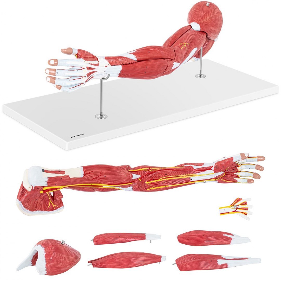 Model anatomiczny ramienia 3D w skali 1:1 Physa Model anatomiczny ramienia 3D w skali 1:1 Physa