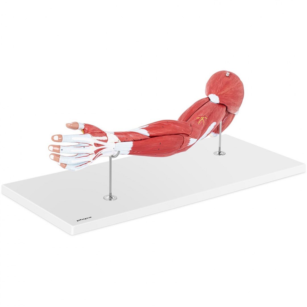 Model anatomiczny ramienia 3D w skali 1:1 Physa Model anatomiczny ramienia 3D w skali 1:1 Physa