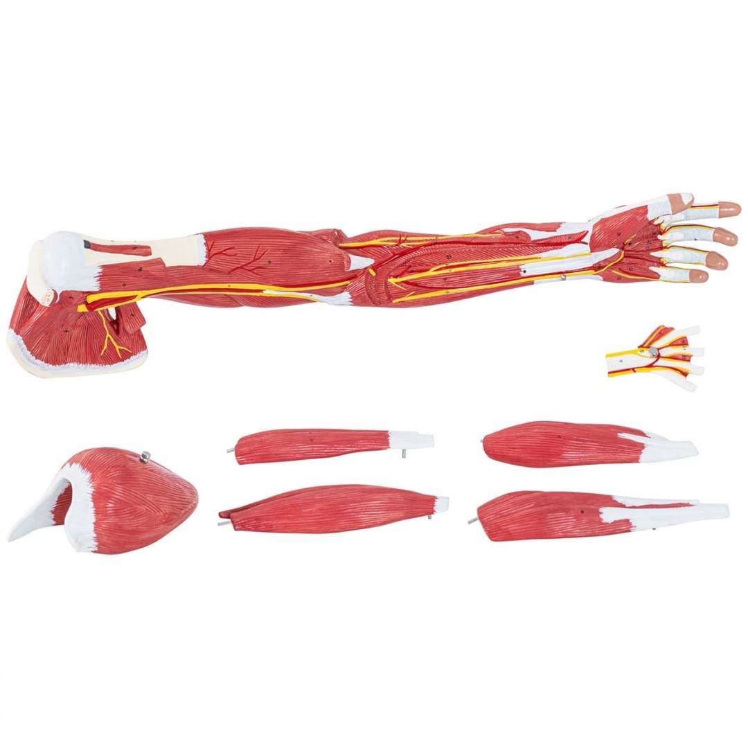 Model anatomiczny ramienia 3D w skali 1:1 Physa Model anatomiczny ramienia 3D w skali 1:1 Physa