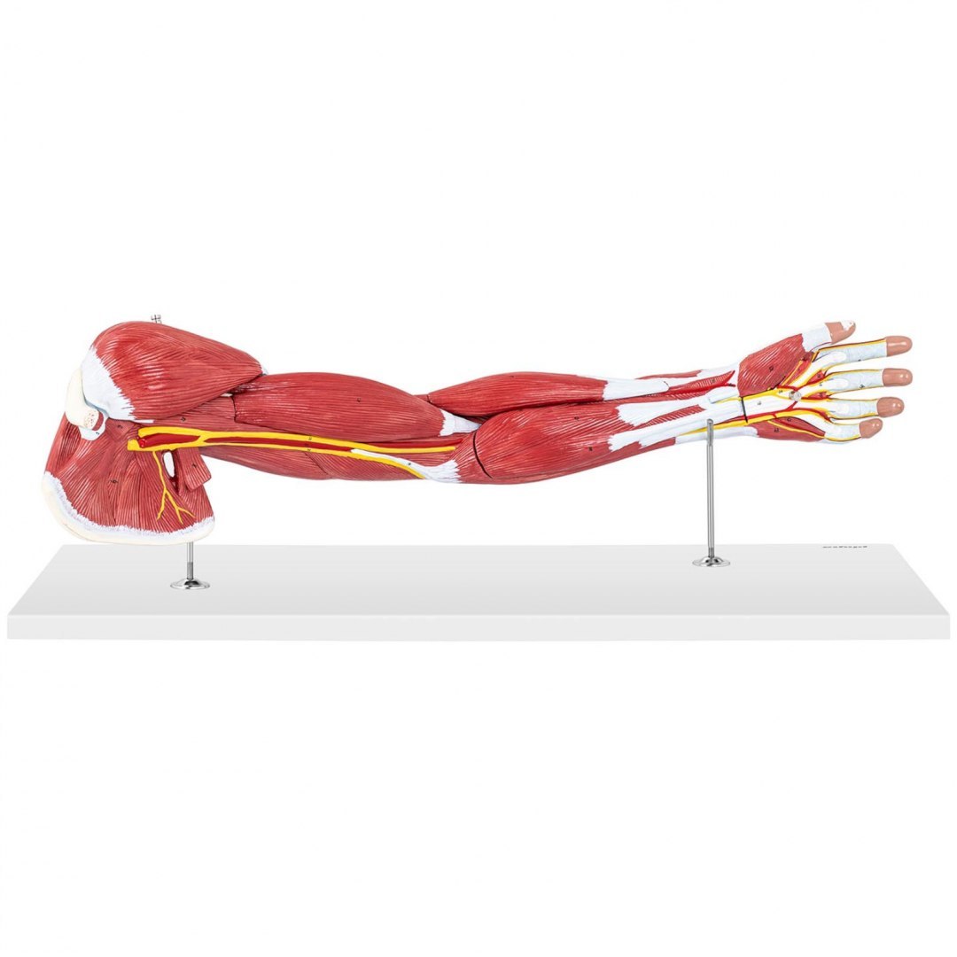 Model anatomiczny ramienia 3D w skali 1:1 Physa