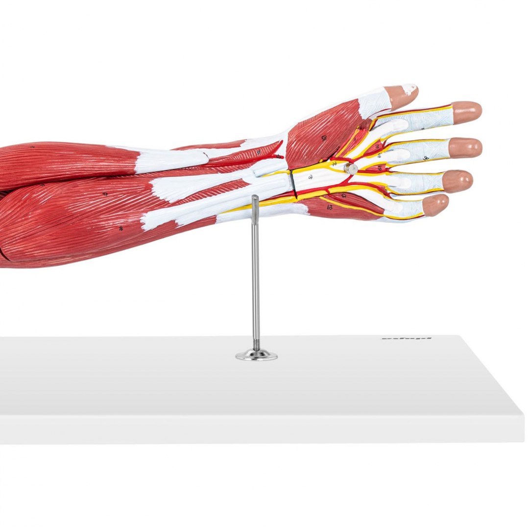Model anatomiczny ramienia 3D w skali 1:1 Physa Model anatomiczny ramienia 3D w skali 1:1 Physa