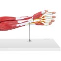 Model anatomiczny ramienia 3D w skali 1:1 Physa