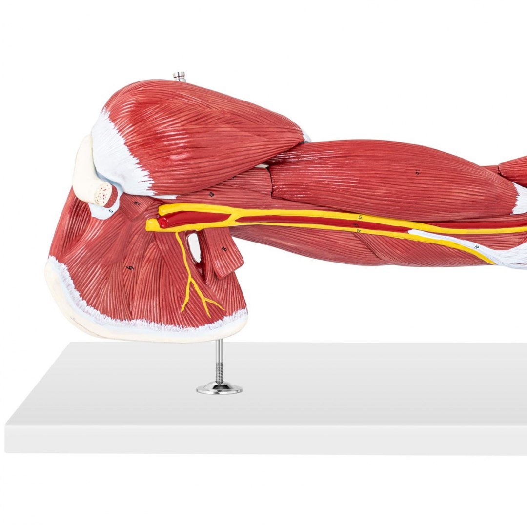 Model anatomiczny ramienia 3D w skali 1:1 Physa Model anatomiczny ramienia 3D w skali 1:1 Physa