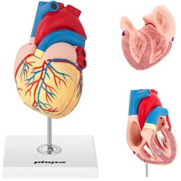 Model anatomiczny serca człowieka 3D Physa