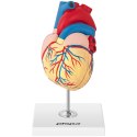 Model anatomiczny serca człowieka 3D Physa